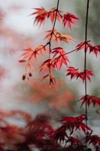 Preview wallpaper maple, leaves, branches, macro, red