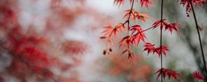 Preview wallpaper maple, leaves, branches, macro, red