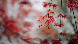 Preview wallpaper maple, leaves, branches, macro, red