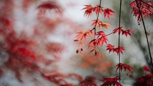 Preview wallpaper maple, leaves, branches, macro, red