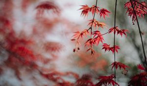 Preview wallpaper maple, leaves, branches, macro, red