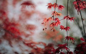 Preview wallpaper maple, leaves, branches, macro, red