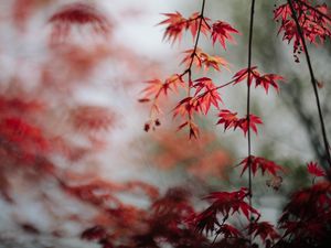 Preview wallpaper maple, leaves, branches, macro, red