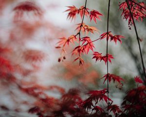 Preview wallpaper maple, leaves, branches, macro, red