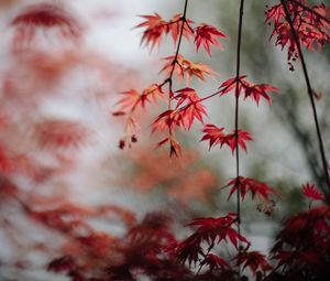 Preview wallpaper maple, leaves, branches, macro, red
