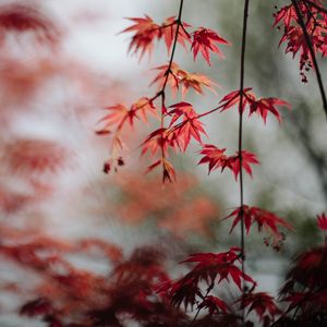 Preview wallpaper maple, leaves, branches, macro, red
