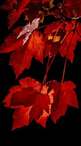 Preview wallpaper maple, leaves, branches, red, macro