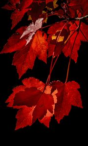 Preview wallpaper maple, leaves, branches, red, macro