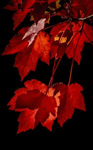 Preview wallpaper maple, leaves, branches, red, macro