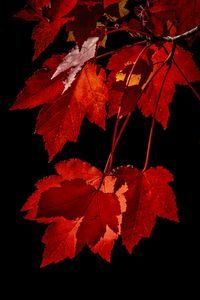 Preview wallpaper maple, leaves, branches, red, macro