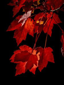 Preview wallpaper maple, leaves, branches, red, macro