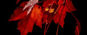 Preview wallpaper maple, leaves, branches, red, macro