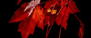 Preview wallpaper maple, leaves, branches, red, macro
