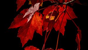 Preview wallpaper maple, leaves, branches, red, macro