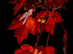 Preview wallpaper maple, leaves, branches, red, macro