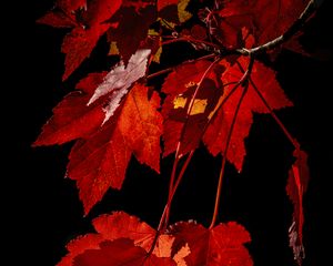 Preview wallpaper maple, leaves, branches, red, macro