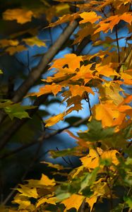 Preview wallpaper maple, leaves, branches, autumn, macro