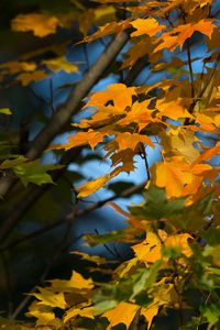 Preview wallpaper maple, leaves, branches, autumn, macro