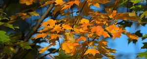 Preview wallpaper maple, leaves, branches, autumn, macro