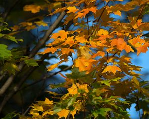 Preview wallpaper maple, leaves, branches, autumn, macro