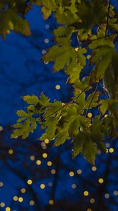 Preview wallpaper maple, leaves, branches, lights, macro