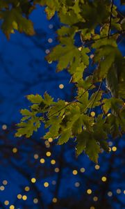 Preview wallpaper maple, leaves, branches, lights, macro