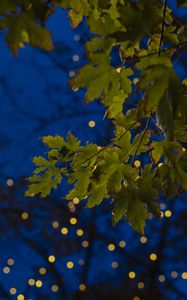 Preview wallpaper maple, leaves, branches, lights, macro
