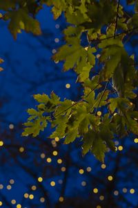 Preview wallpaper maple, leaves, branches, lights, macro