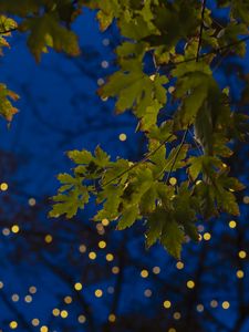 Preview wallpaper maple, leaves, branches, lights, macro