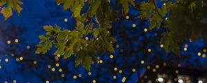 Preview wallpaper maple, leaves, branches, lights, macro
