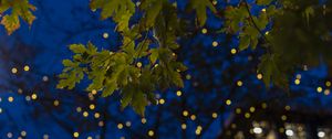 Preview wallpaper maple, leaves, branches, lights, macro