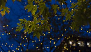 Preview wallpaper maple, leaves, branches, lights, macro