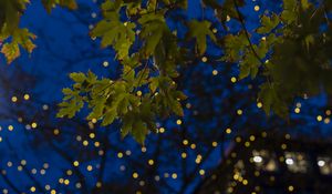 Preview wallpaper maple, leaves, branches, lights, macro