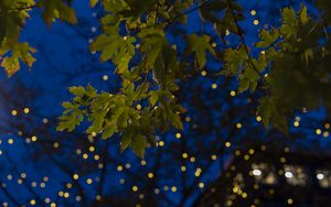 Preview wallpaper maple, leaves, branches, lights, macro