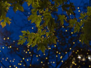 Preview wallpaper maple, leaves, branches, lights, macro