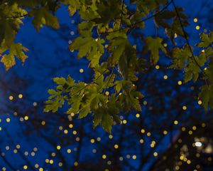 Preview wallpaper maple, leaves, branches, lights, macro