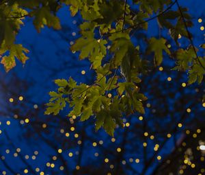 Preview wallpaper maple, leaves, branches, lights, macro
