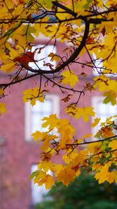 Preview wallpaper maple, leaves, branches, macro, autumn