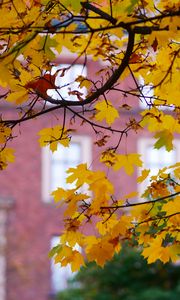 Preview wallpaper maple, leaves, branches, macro, autumn