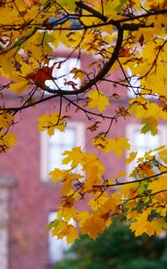 Preview wallpaper maple, leaves, branches, macro, autumn