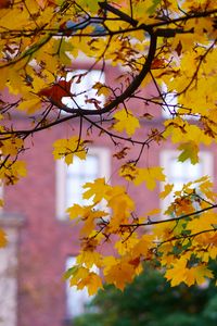 Preview wallpaper maple, leaves, branches, macro, autumn