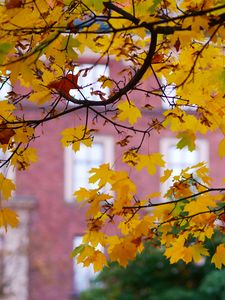 Preview wallpaper maple, leaves, branches, macro, autumn