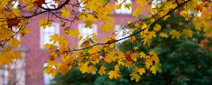 Preview wallpaper maple, leaves, branches, macro, autumn