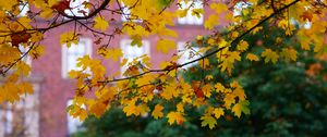 Preview wallpaper maple, leaves, branches, macro, autumn