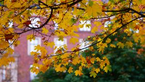 Preview wallpaper maple, leaves, branches, macro, autumn