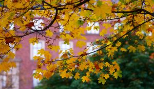 Preview wallpaper maple, leaves, branches, macro, autumn