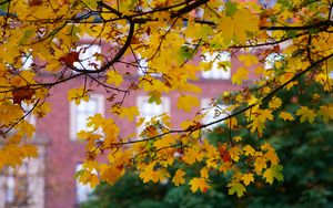 Preview wallpaper maple, leaves, branches, macro, autumn