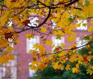 Preview wallpaper maple, leaves, branches, macro, autumn