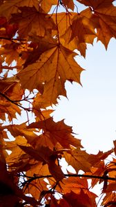 Preview wallpaper maple, leaves, branches, autumn, yellow, brown