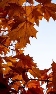 Preview wallpaper maple, leaves, branches, autumn, yellow, brown